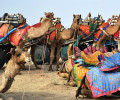 Incredible India-Where Camel Carts Run on...