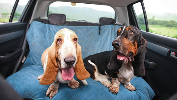 It is absolutely essential that the animal be in the back seat, and secured in some way 