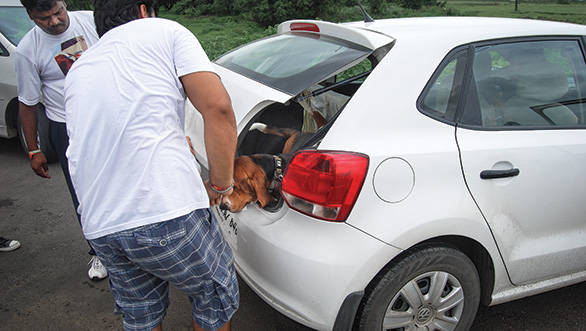 Cars like Volkswagen Polo, Skoda Fabia and Ford Figo attaract pet owners for their relatively deep boot areas