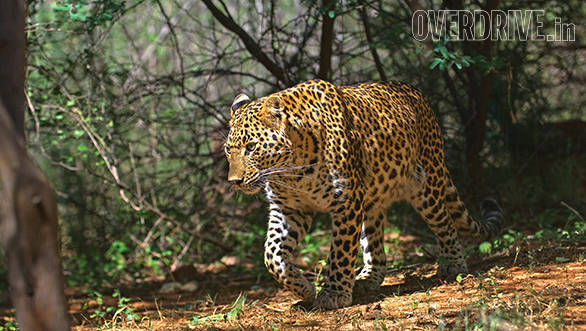 panthera pardus leopard