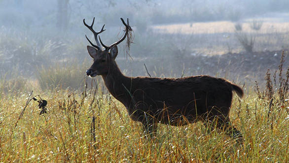 Barasingha's have been successfully protected in Kanha