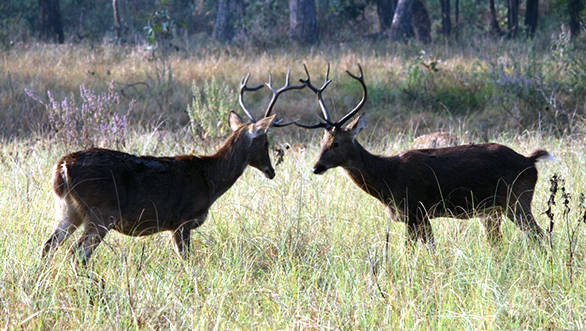Barasingha's have large antlers with more than 12 separate tines