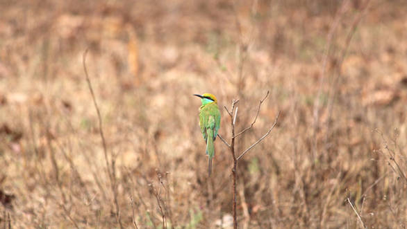 Green bee-eater, Barnawapara