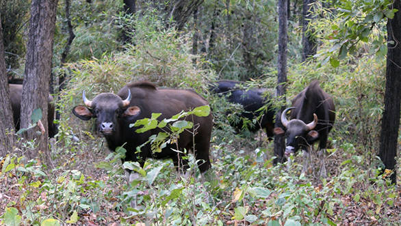 Its easy to see herds of gaur, or Indian Bison in Barnawapara