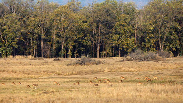 Kanha's meadows are full of cheetal