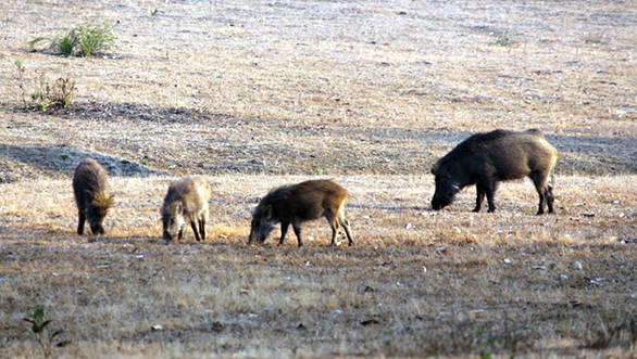 We sighted many wild boars in Kanha