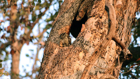 Well camouflaged Indian Scops-Owl in Kanha