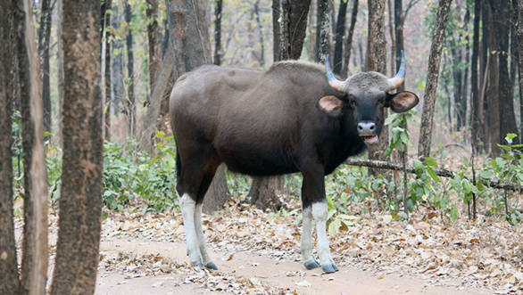 Young gaur or Indian Bison in Barnawapara
