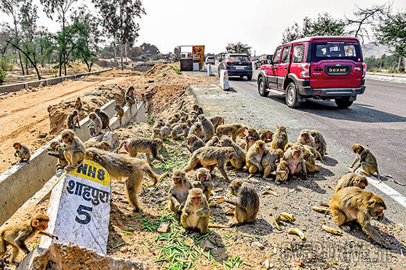 It's lunch time on NH8 for these simians