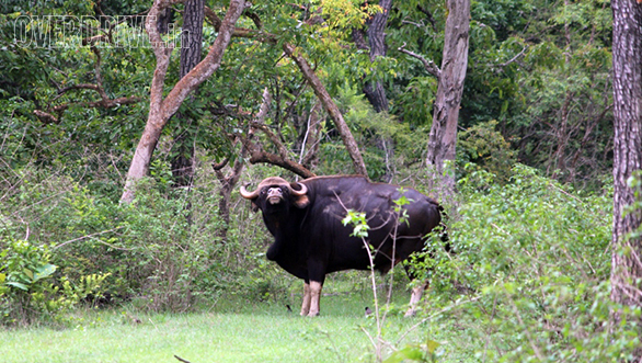 Big gaur (Bison)