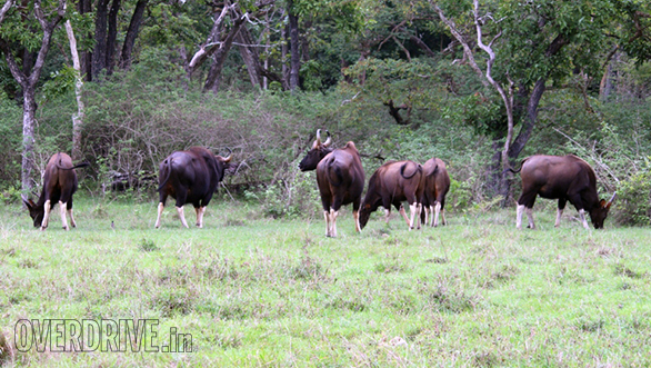 Herd of gaur (Bison)
