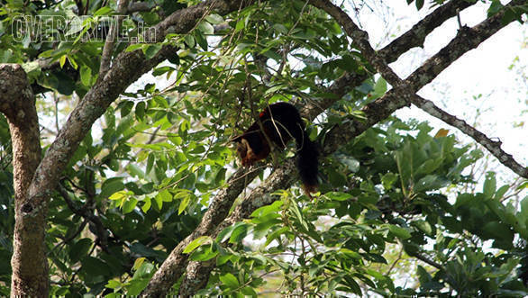 The Indian giant squirrel, or Malabar giant squirrel