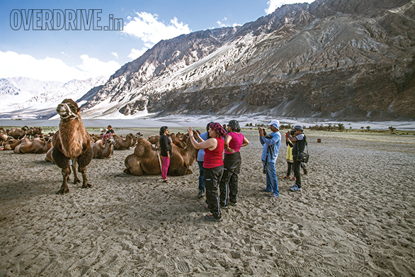 Bactrian Camels are a left over of the important of the Nubra Valley as a waypoint on the ancient trade routes. The story goes that traders left them behind and they're still here. They might have twice as many humps as normal camels but their ill-temper is just as obvious as with normal camels