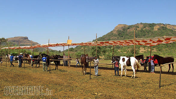 23--Horses-waiting-to-be-examined-by-the-Vet-B.-Ramanathan-and-his-team