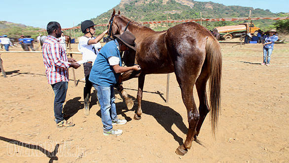 34--Vet-B.Ramanathan-checking-the-heart-beat-rate-of-Goldie