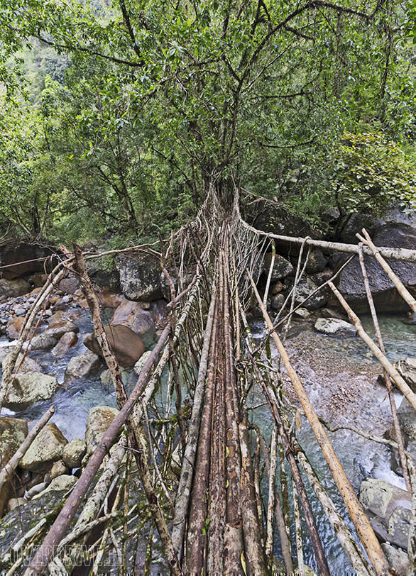 This is the longest Living Root Bridge in this region. The process of forming the bridges begins by planting the Indian Rubber Tree at both ends of the stream. The trees then grow for 100 years after which they sprout aerial roots. The villagers then tie a metal string and the bark of the beetle nut tree to help guide the roots the other end. These roots grow for about 30-35 years and its only then that the bridge is strong enough to walk on. This particular bridge here is over 175 years old.
