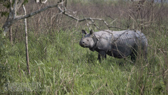 Two thirds of the population of the one- horned Rhinos are found in Kaziranga 