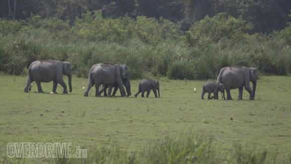 Mumma Elephants, seen here, took the babies out to the pond in the Kaziranga National Park. Listening to the calls of Elephants, in the wild, is truly amazing. No zoo can beat the experience of watching animals in the wild. Untamed and free  