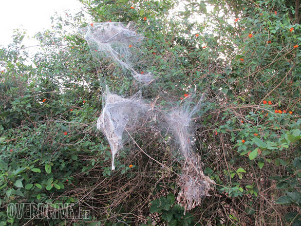 We saw many spider dens on this journey