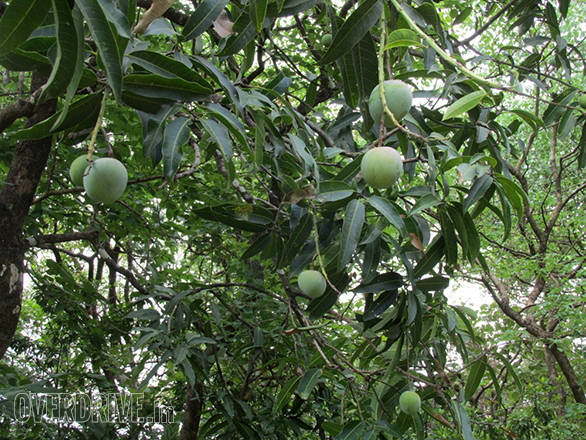 And also came across wild mangoes growing in many places