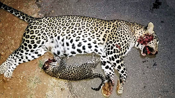 Death on Diwali  pregnant leopard mowed down in Mumbai