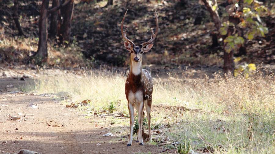 World Environment Day - Celebrating Game Drives