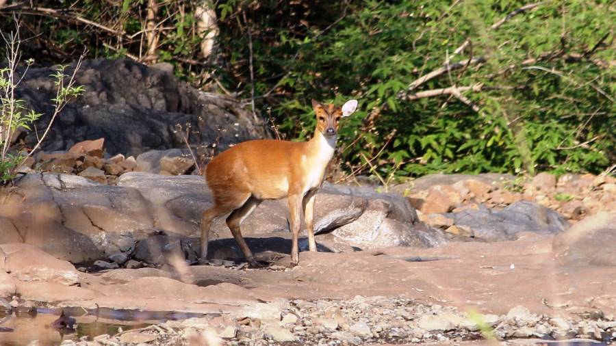 World Environment Day - Celebrating Game Drives