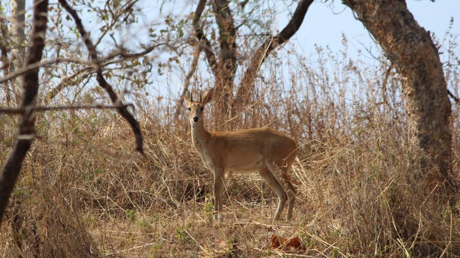 World Environment Day - Celebrating Game Drives