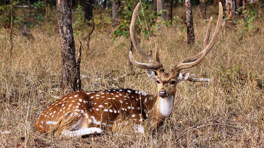 India's New Expressways- Great for connectivity, but could disrupt traditional wildlife corridors