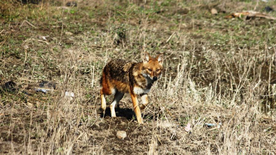 India's New Expressways- Great for connectivity, but could disrupt traditional wildlife corridors