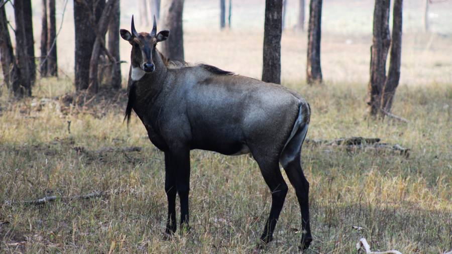 India's New Expressways- Great for connectivity, but could disrupt traditional wildlife corridors