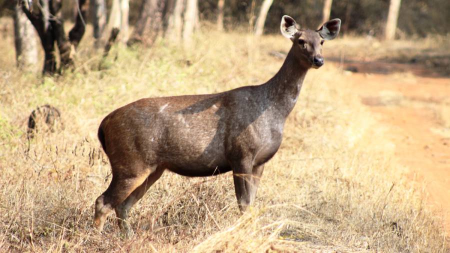 India's New Expressways- Great for connectivity, but could disrupt traditional wildlife corridors