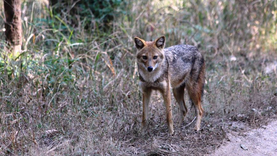 India's New Expressways- Great for connectivity, but could disrupt traditional wildlife corridors