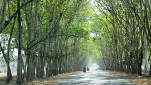 Anand Mahindra Requests Nitin Gadkari for - "Trunnels or Tunnel of Trees"