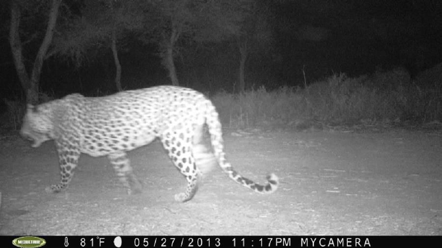African Cheetahs Arrive - In Land Meant for Gir Lions