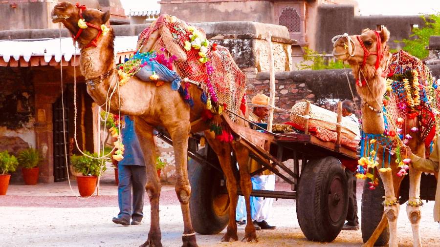 Incredible India-Where Camel Carts Run on Aircraft Wheels and Tyres