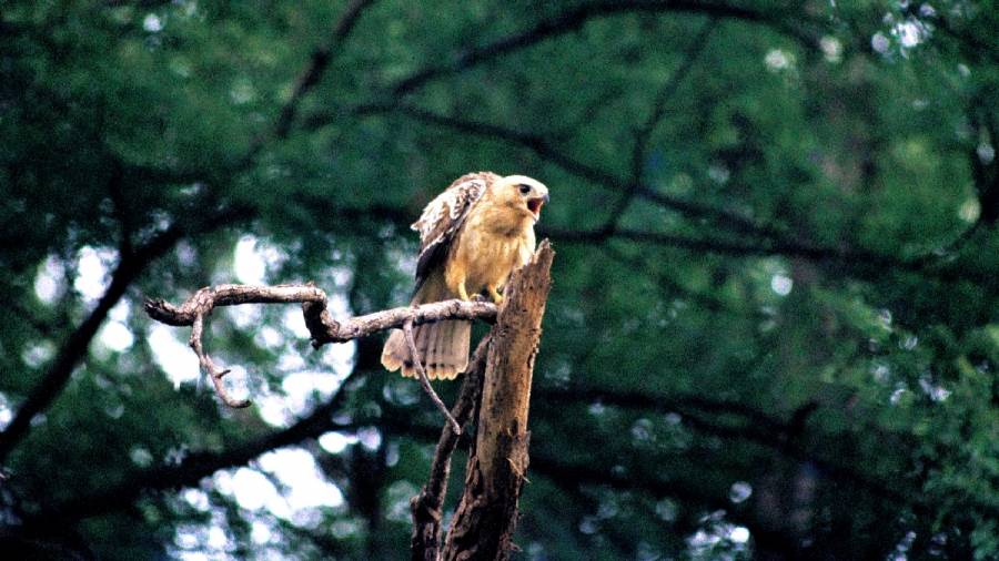 This Earth Day lets again make - Game Drives a Pilgrimage for Patrons of Wildlife