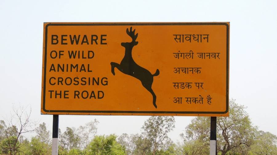 This Earth Day lets again make - Game Drives a Pilgrimage for Patrons of Wildlife